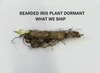 Bearded Iris Plant