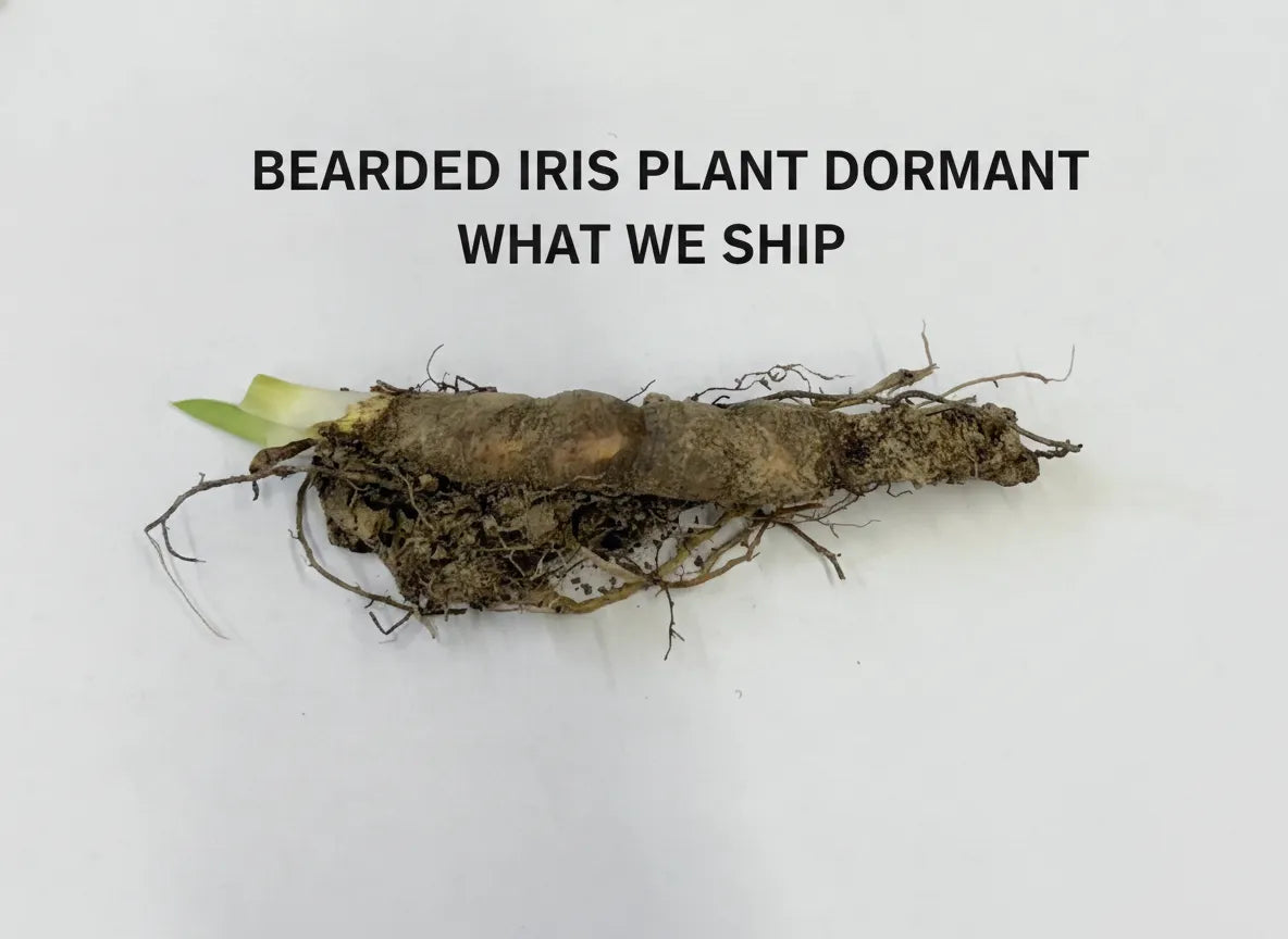 Bearded Iris Plant