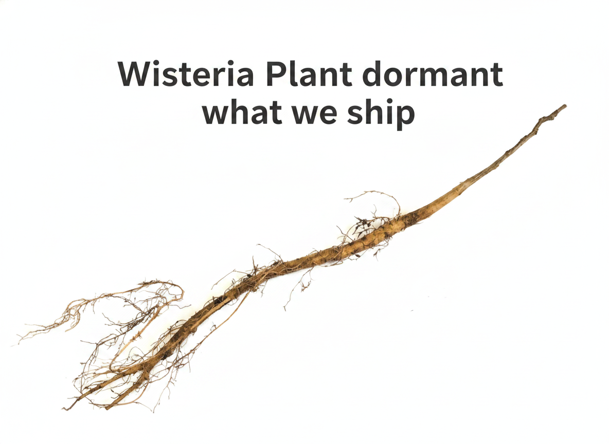 Wisteria Plant