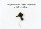 Purple Violet Plant