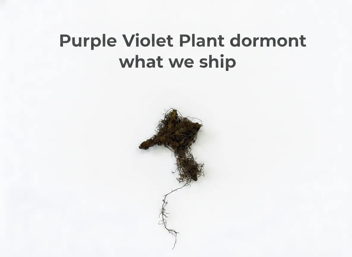 Purple Violet Plant