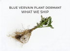 Blue Vervain Plant