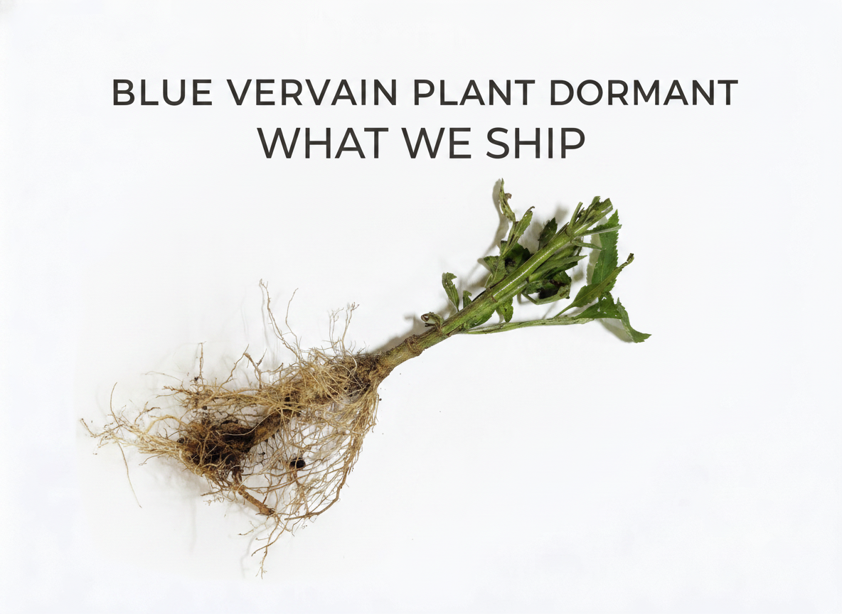 Blue Vervain Plant