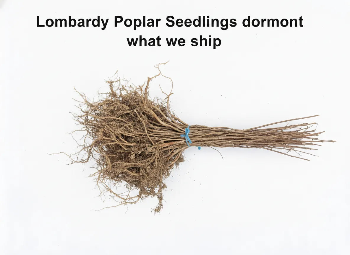 Lombardy Poplar Seedlings