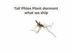 Tall Phlox Plant