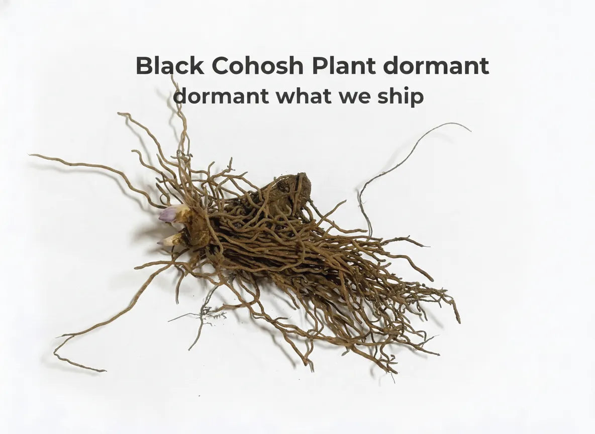 Black Cohosh Plant