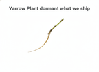 Yarrow Plant
