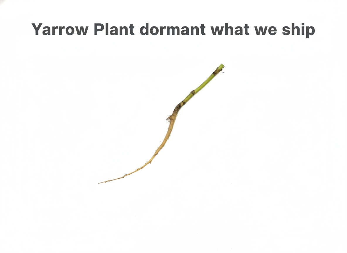 Yarrow Plant