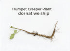 Trumpet Creeper Plant
