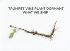Trumpet Vine Plant