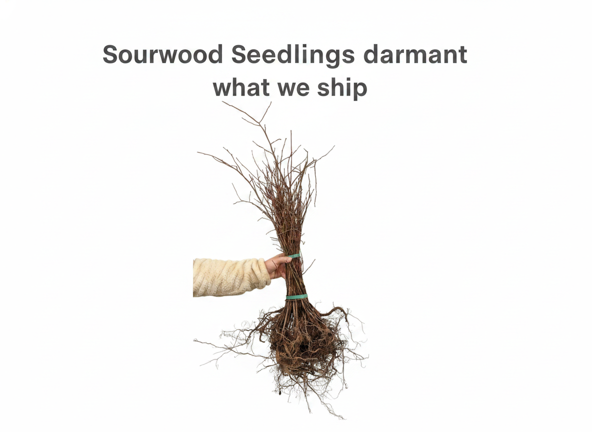 Sourwood Seedlings