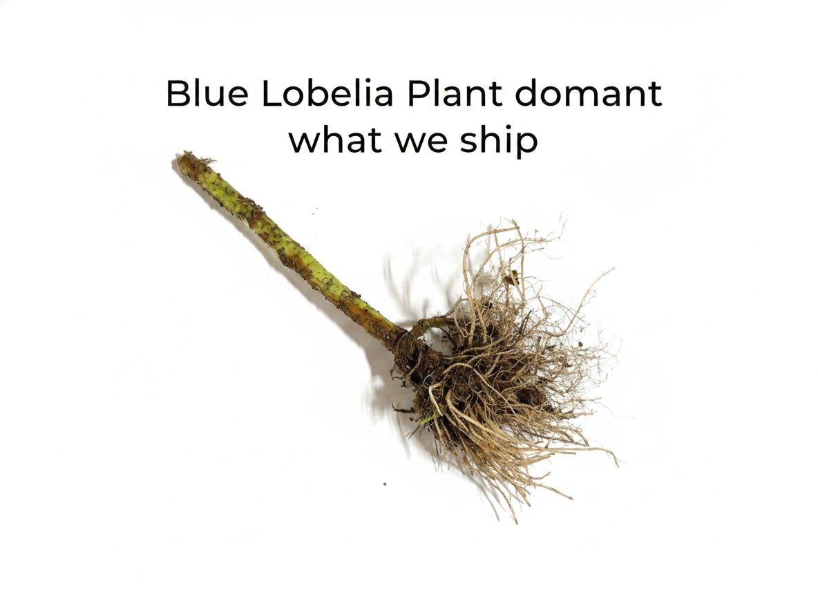 Blue Lobelia Plant