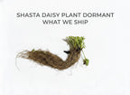 Shasta Daisy Plant