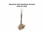 Sawtooth Oak Seedlings