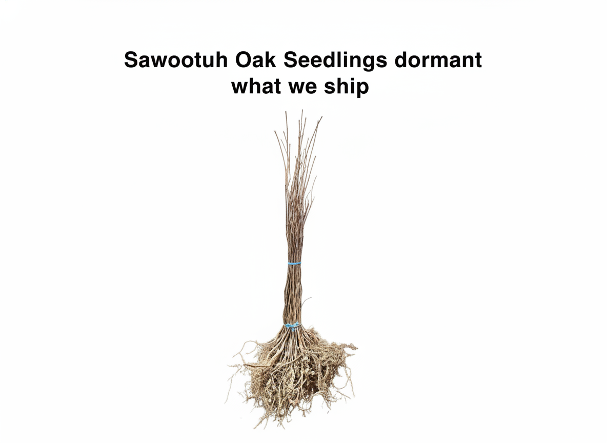Sawtooth Oak Seedlings