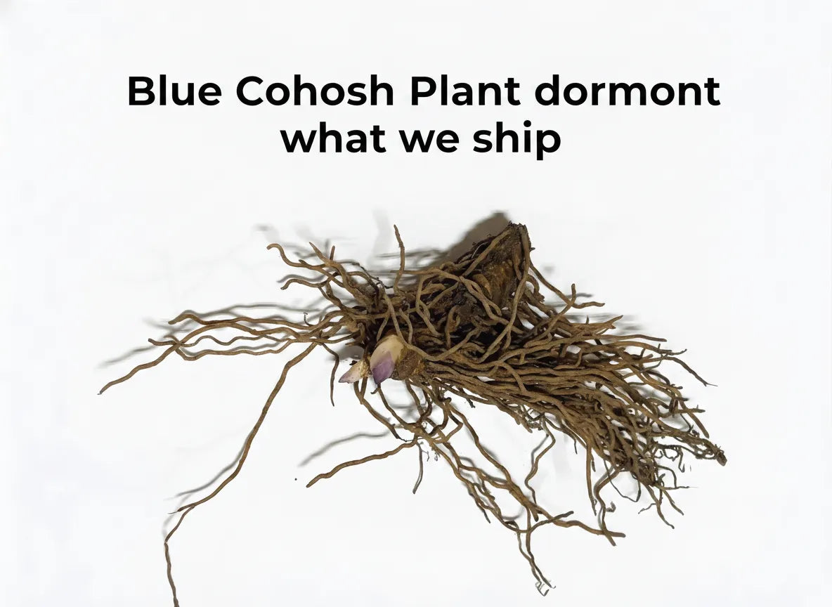Blue Cohosh Plant