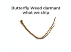 Butterfly Weed
