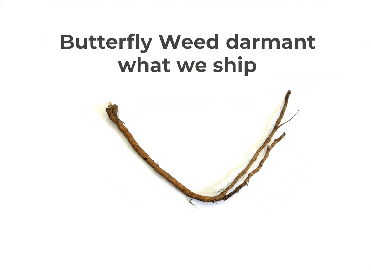 Butterfly Weed
