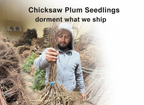 Chickasaw Plum Seedlings