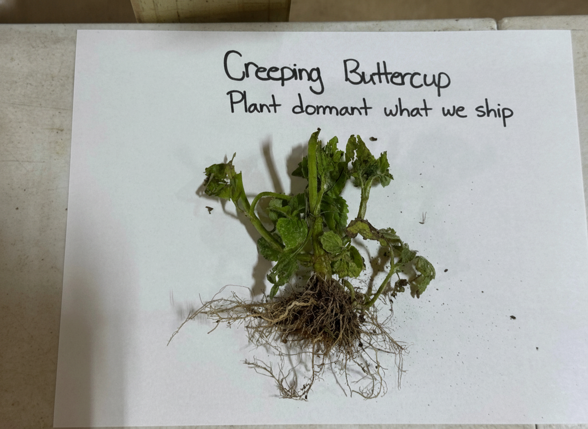 Creeping Buttercup Plant