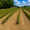 Bald Cypress Seedlings