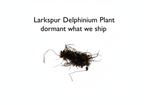 Larkspur Delphinium Plant
