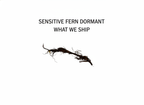Sensitive Fern