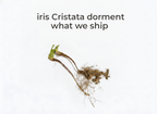 iris Cristata