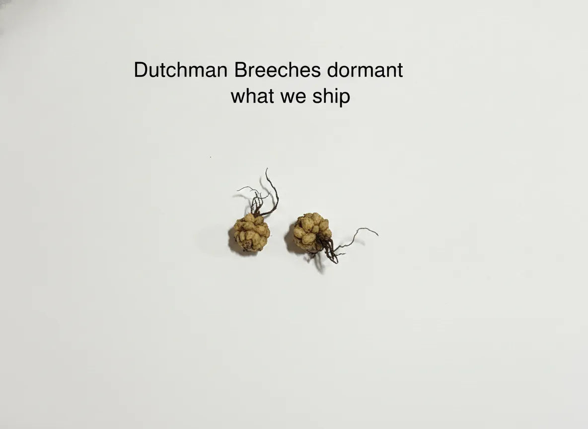 Dutchman Breeches
