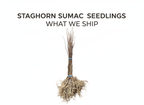 Staghorn Sumac Seedlings