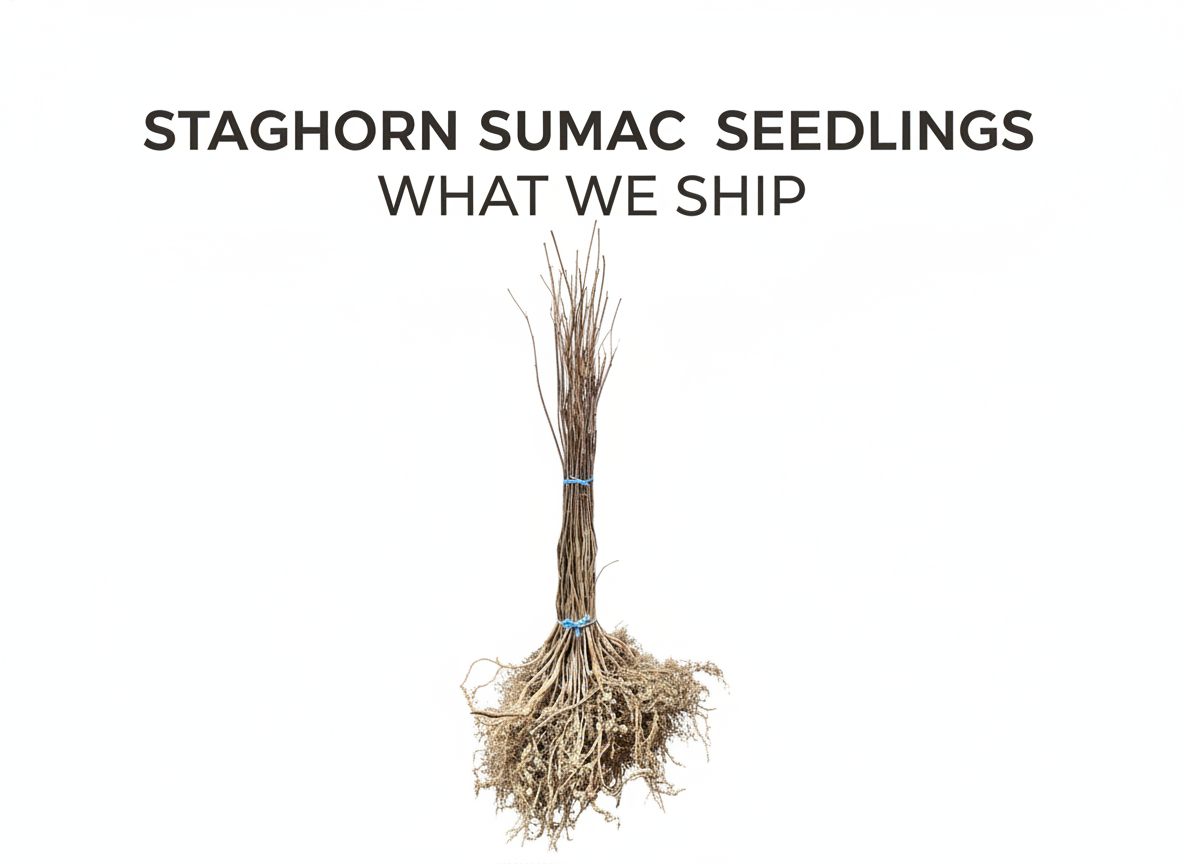 Staghorn Sumac Seedlings
