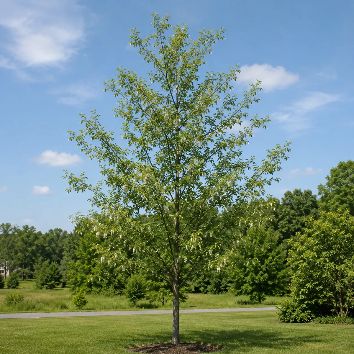 Cottonwood Trees