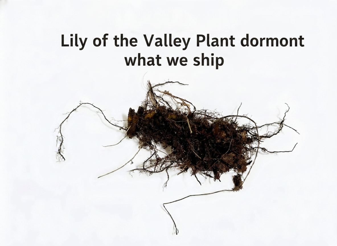 Lily of the Valley Plant