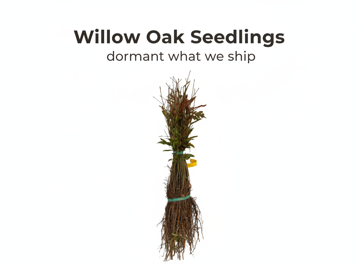 Willow Oak Seedlings