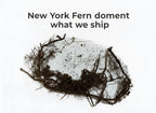 New York Fern