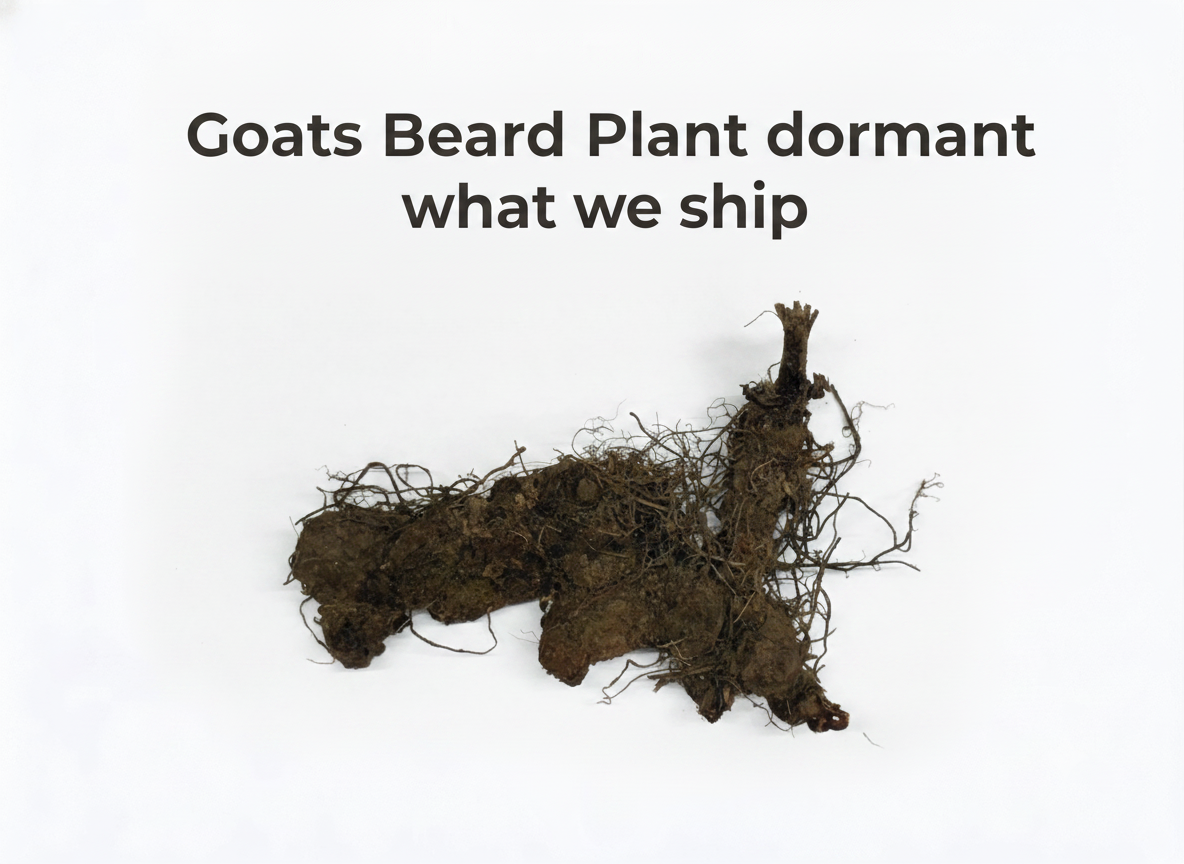 Goats Beard Plant