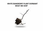 White Baneberry Plant