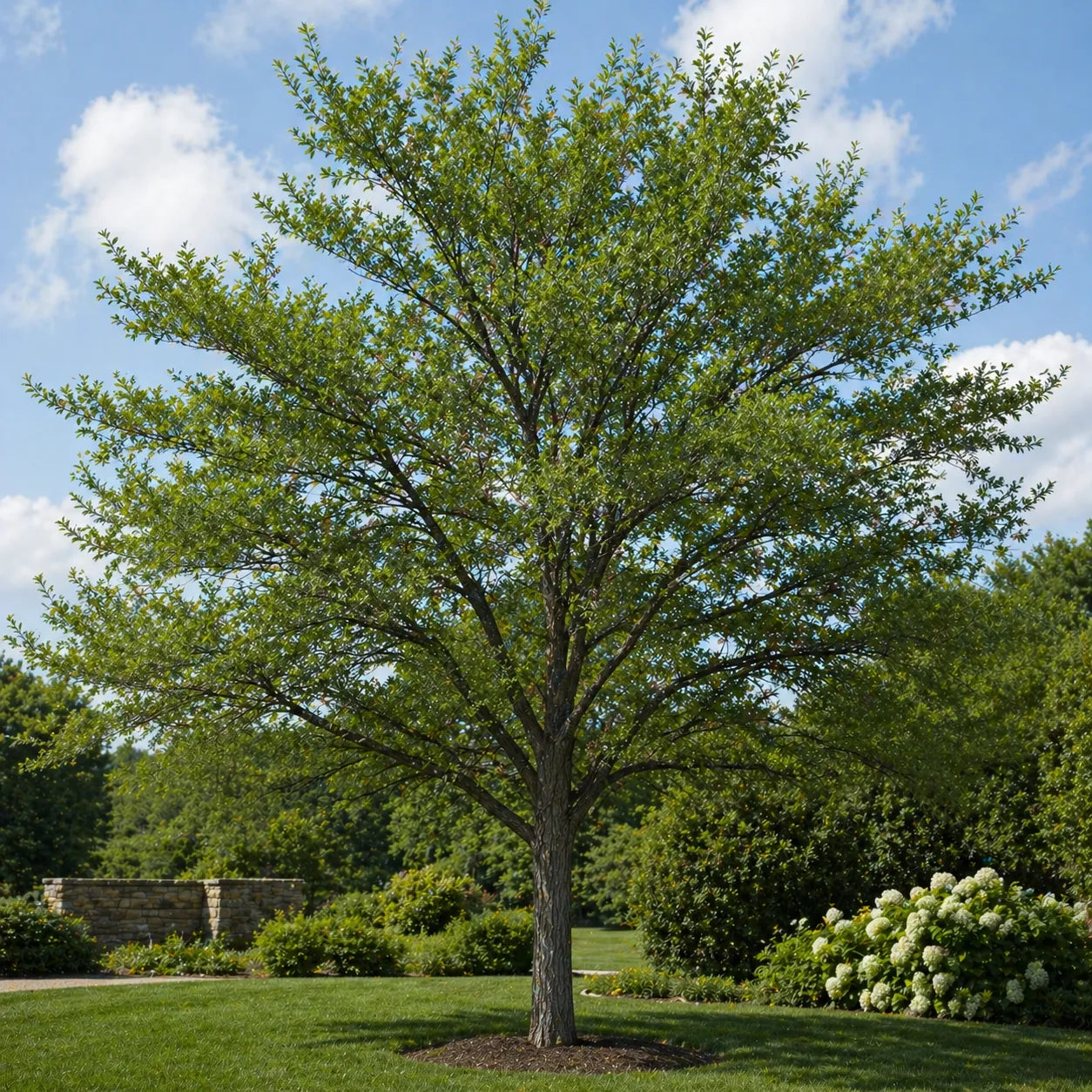 Lace Bark Elm