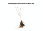 Dewberry Plant