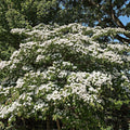 Kousa Dogwood Seedlings