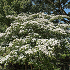 Kousa Dogwood Seedlings