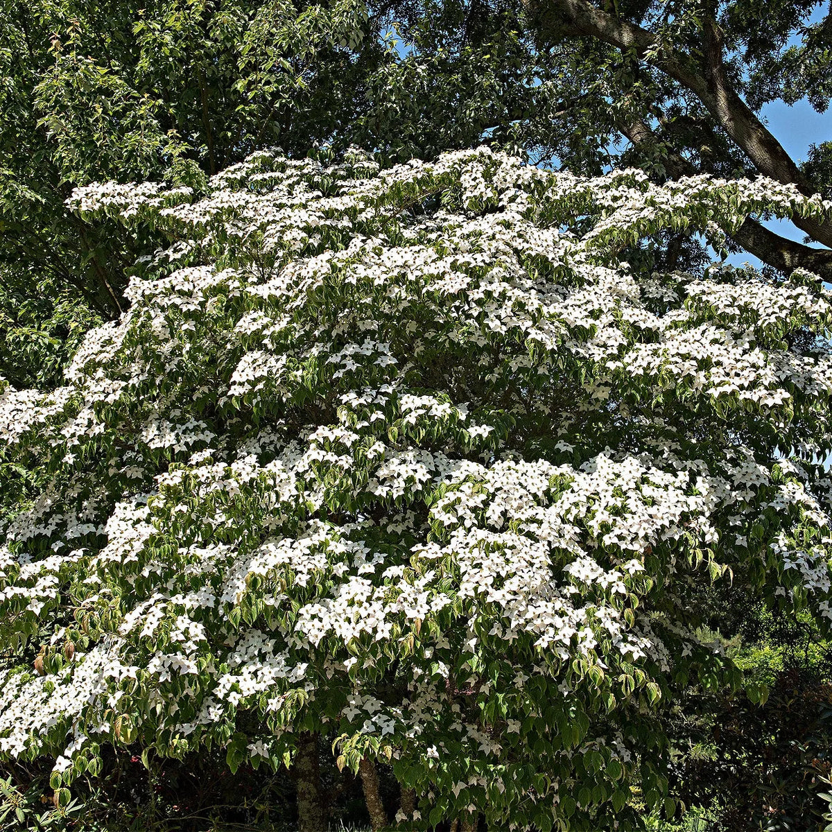 Kousa Dogwood Seedlings