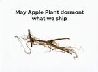 May Apple Plant