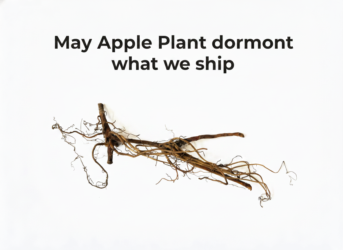 May Apple Plant