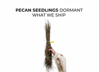 Pecan Seedlings
