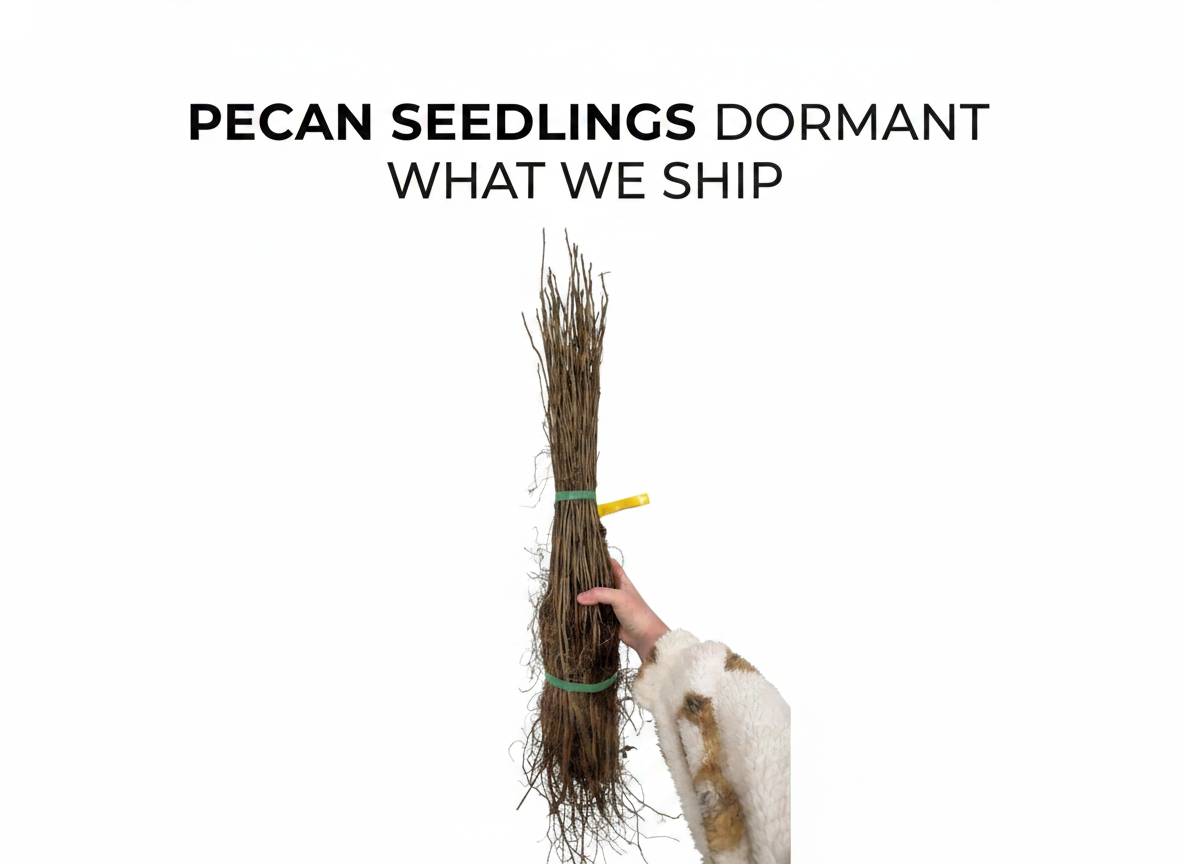 Pecan Seedlings