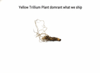 Yellow Trillium Plant