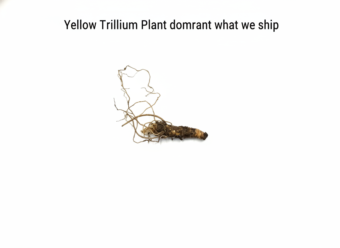 Yellow Trillium Plant