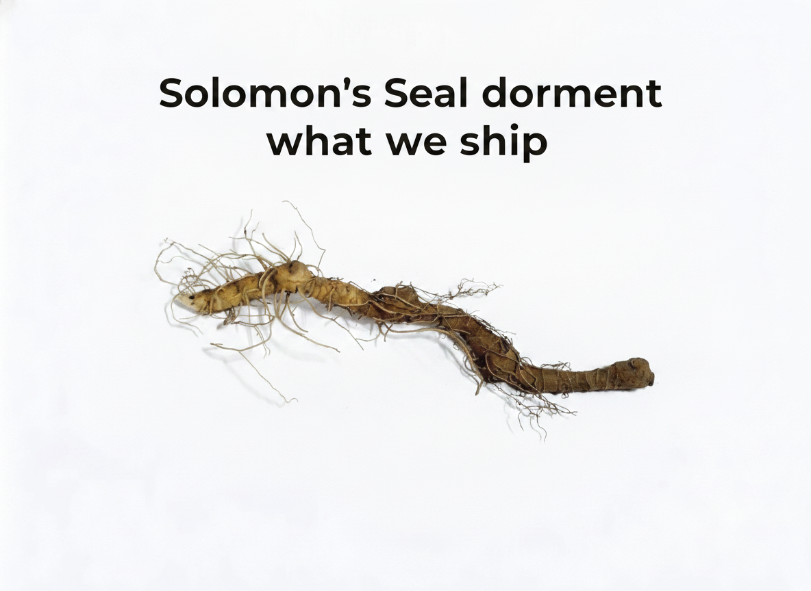 Solomon's Seal