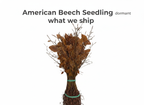American Beech Seedling